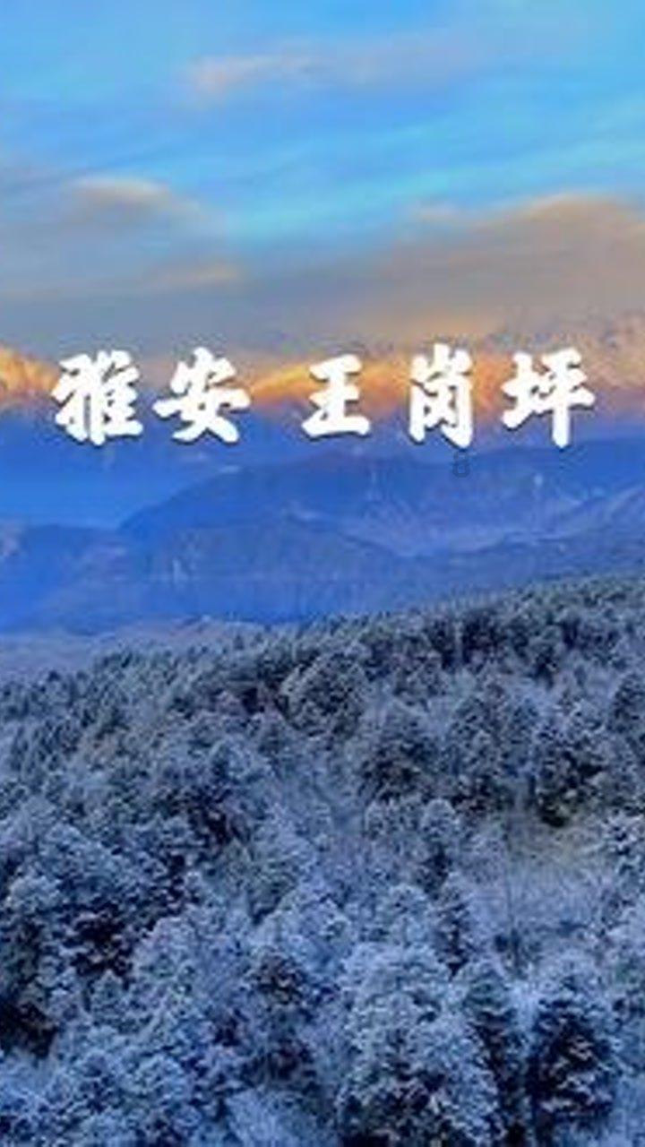 疯狂的小猫